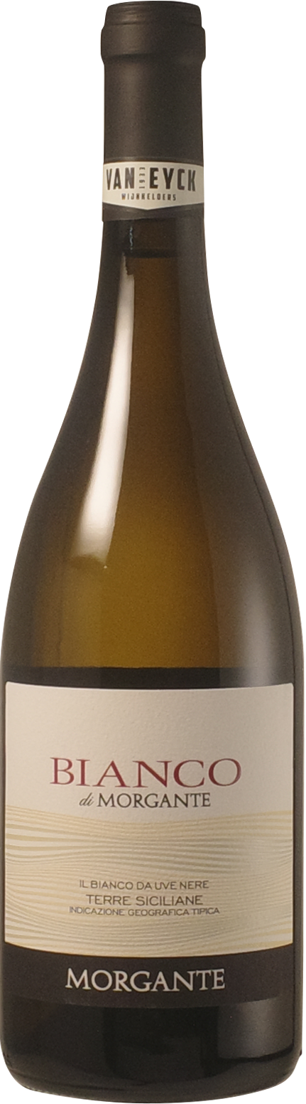 Morgante 'Bianco di Morgante' 2024